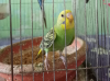একটি বাজরিগার পাখি
